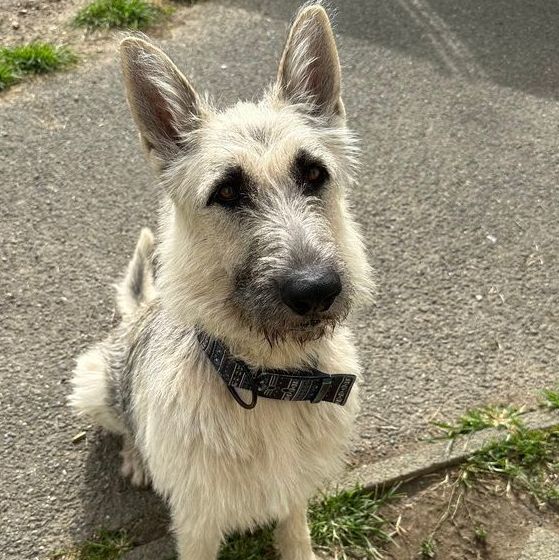 Gigi: Adopt or Forever Foster